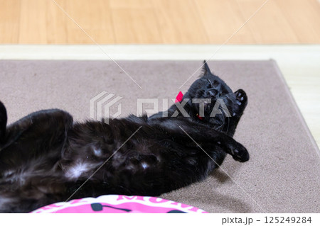 黒猫 黒猫 125249284