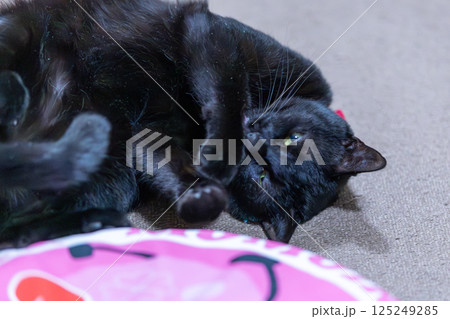黒猫 125249285
