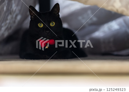 黒猫 125249323