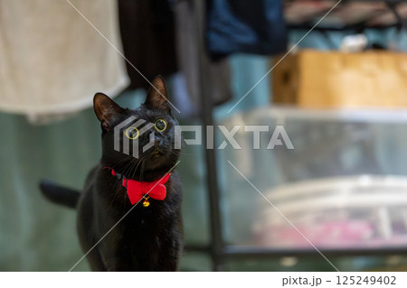 黒猫 黒猫 125249402