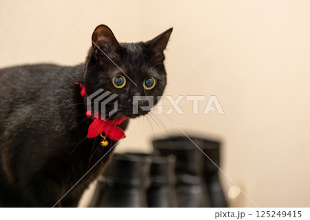 黒猫 黒猫 125249415