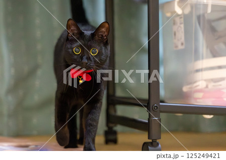 黒猫 125249421