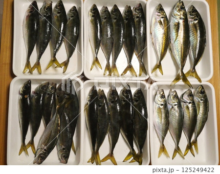 鯵が釣れました 125249422