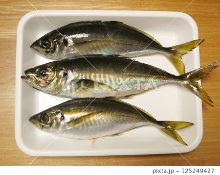 鯵が釣れました 鯵が釣れました 125249427