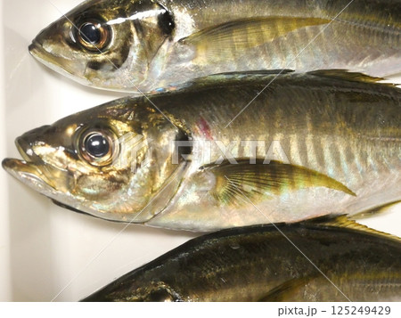 鯵が釣れました 鯵が釣れました 125249429