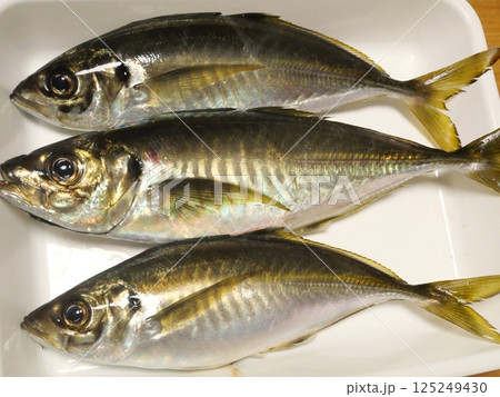 鯵が釣れました 鯵が釣れました 125249430