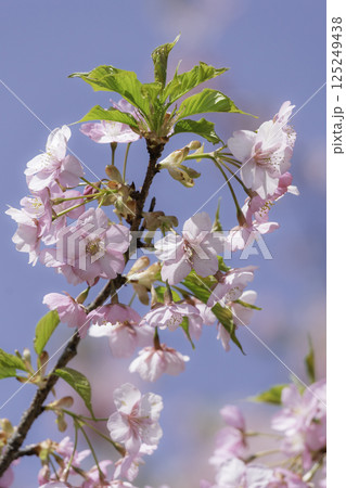 青空に映える河津桜 青空に映える河津桜 125249438