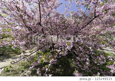 青空に映える河津桜 125249515
