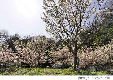 青空に映える河津桜 125249516