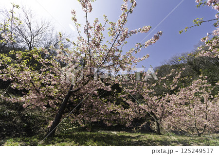 青空に映える河津桜 青空に映える河津桜 125249517
