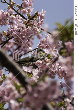 青空に映える河津桜 青空に映える河津桜 125249518
