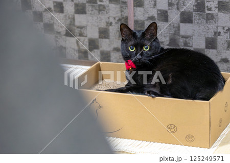 黒猫 125249571