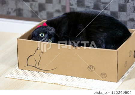 黒猫 黒猫 125249604