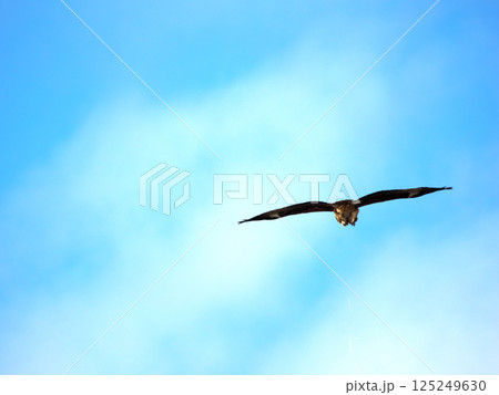 青空で羽を広げる鳶 125249630