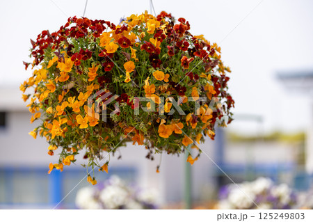 チューリップ 125249803