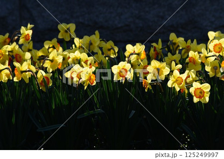 冬の日差しを浴びて輝く満開のスイセン 冬の日差しを浴びて輝く満開のスイセン 125249997