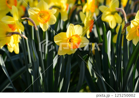 黄色い水仙 黄色い水仙 125250002