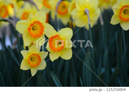 黄色い水仙 125250004