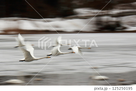 氷上を飛び立つ白鳥たち 氷上を飛び立つ白鳥たち 125250195