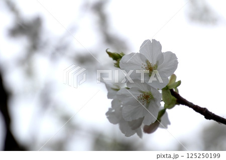 満開の桜の花 満開の桜の花 125250199