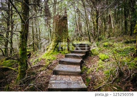 Ancient Myrtle Beech Forest in Tasmania, Australiast Ancient Myrtle Beech Forest in Tasmania, Australiast 125250356