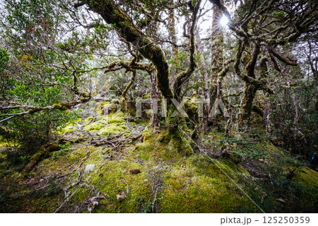 Ancient Myrtle Beech Forest in Tasmania, Australiast 125250359