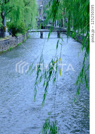 白川と柳の夏の風景 白川と柳の夏の風景 125250395