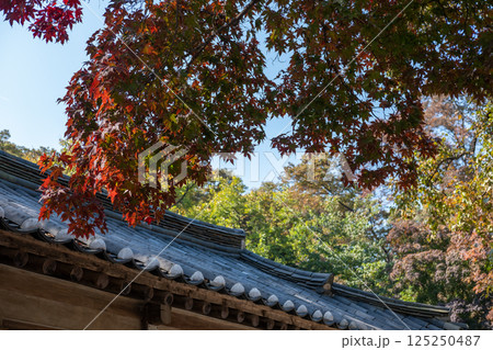Korean Traditional Building in Secret Garden or Huwon of Changdeokgung Palace with ceautiful autumn foliage. It was used as a place of leisure by members of the royal family Korean Traditional Building in Secret Garden or Huwon of Changdeokgung Palace with ceautiful autumn foliage. It was used as a place of leisure by members of the royal family 125250487