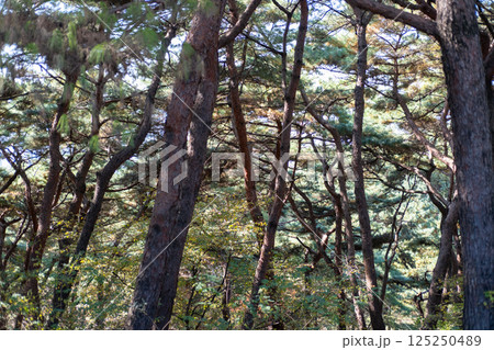 Pine tree branch in autumn with sky on the background Pine tree branch in autumn with sky on the background 125250489