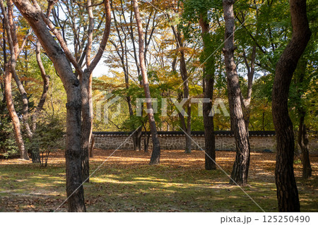 Korean traditional stone wall in Changdeokgung palace with beautiful autumn foliage. 125250490