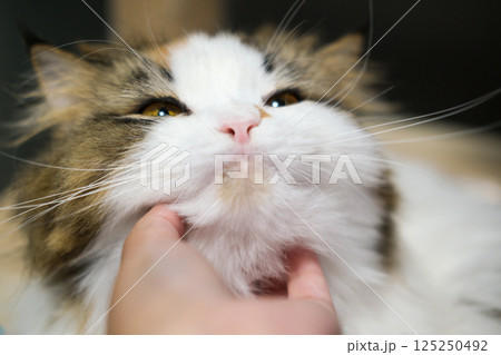 Close up of a hand, petting the cute fluffy white cat. Mixed breed cat between Maine Coon and Scottish Fold. 125250492