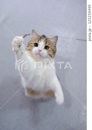 Brown tabby and white British Shorthair cat playing with the cat teaser 125250495