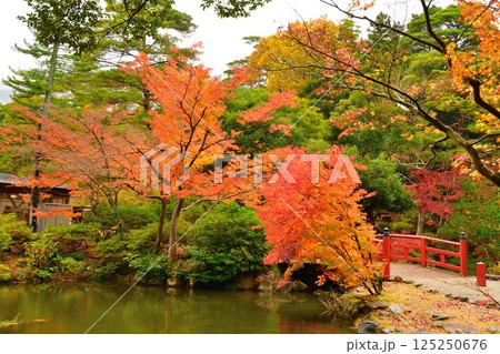 弥彦公園もみじ谷の紅葉（新潟県） 125250676