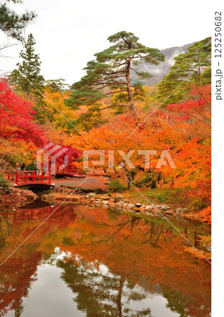 弥彦公園もみじ谷の紅葉（新潟県） 125250682