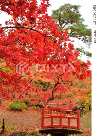 弥彦公園もみじ谷の紅葉（新潟県） 125250692