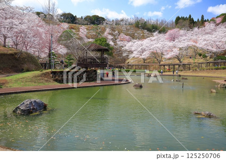 【大分県】晴天の吉四六ランドの満開の桜 125250706