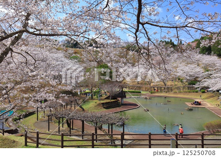 【大分県】晴天の吉四六ランドの満開の桜 125250708