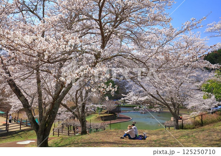 【大分県】晴天の吉四六ランドの満開の桜 【大分県】晴天の吉四六ランドの満開の桜 125250710