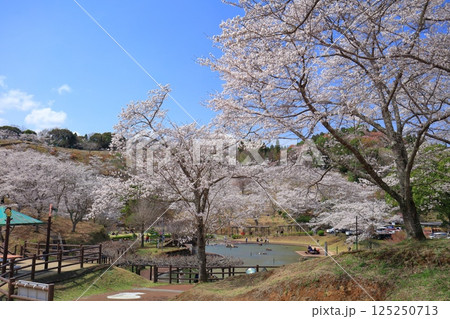 【大分県】晴天の吉四六ランドの満開の桜 【大分県】晴天の吉四六ランドの満開の桜 125250713