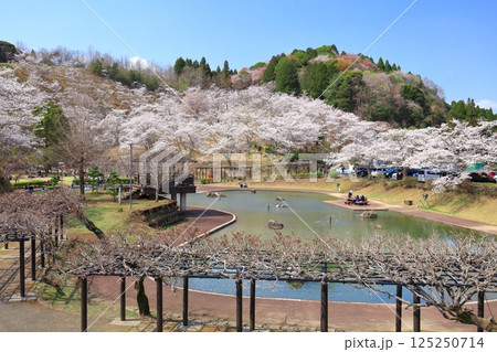 【大分県】晴天の吉四六ランドの満開の桜 【大分県】晴天の吉四六ランドの満開の桜 125250714