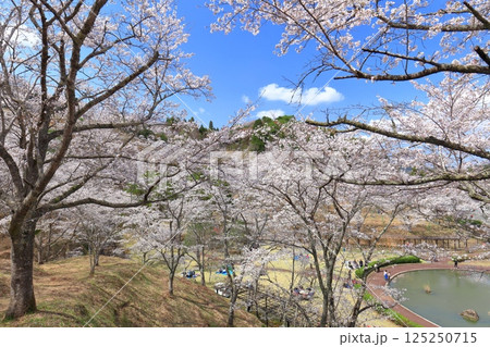 【大分県】晴天の吉四六ランドの満開の桜 【大分県】晴天の吉四六ランドの満開の桜 125250715