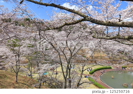 【大分県】晴天の吉四六ランドの満開の桜 125250716