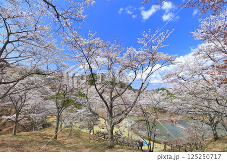 【大分県】晴天の吉四六ランドの満開の桜 【大分県】晴天の吉四六ランドの満開の桜 125250717