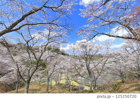 【大分県】晴天の吉四六ランドの満開の桜 125250720