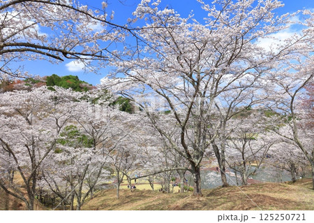 【大分県】晴天の吉四六ランドの満開の桜 125250721