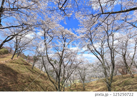 【大分県】晴天の吉四六ランドの満開の桜 【大分県】晴天の吉四六ランドの満開の桜 125250722