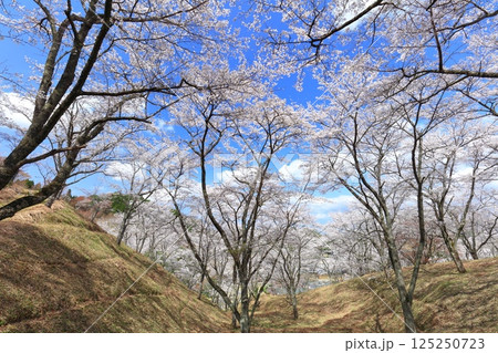 【大分県】晴天の吉四六ランドの満開の桜 125250723