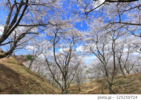 【大分県】晴天の吉四六ランドの満開の桜 【大分県】晴天の吉四六ランドの満開の桜 125250724