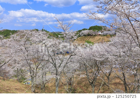 【大分県】晴天の吉四六ランドの満開の桜 125250725