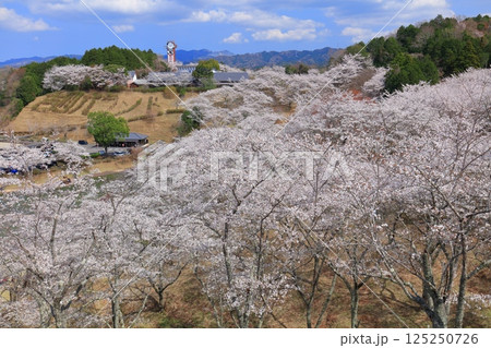 【大分県】晴天の吉四六ランドの満開の桜 【大分県】晴天の吉四六ランドの満開の桜 125250726